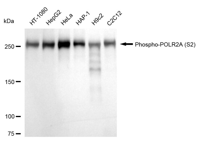 RNA Polymerase II/POLR2A [p Ser2] Antibody (24GB1175)