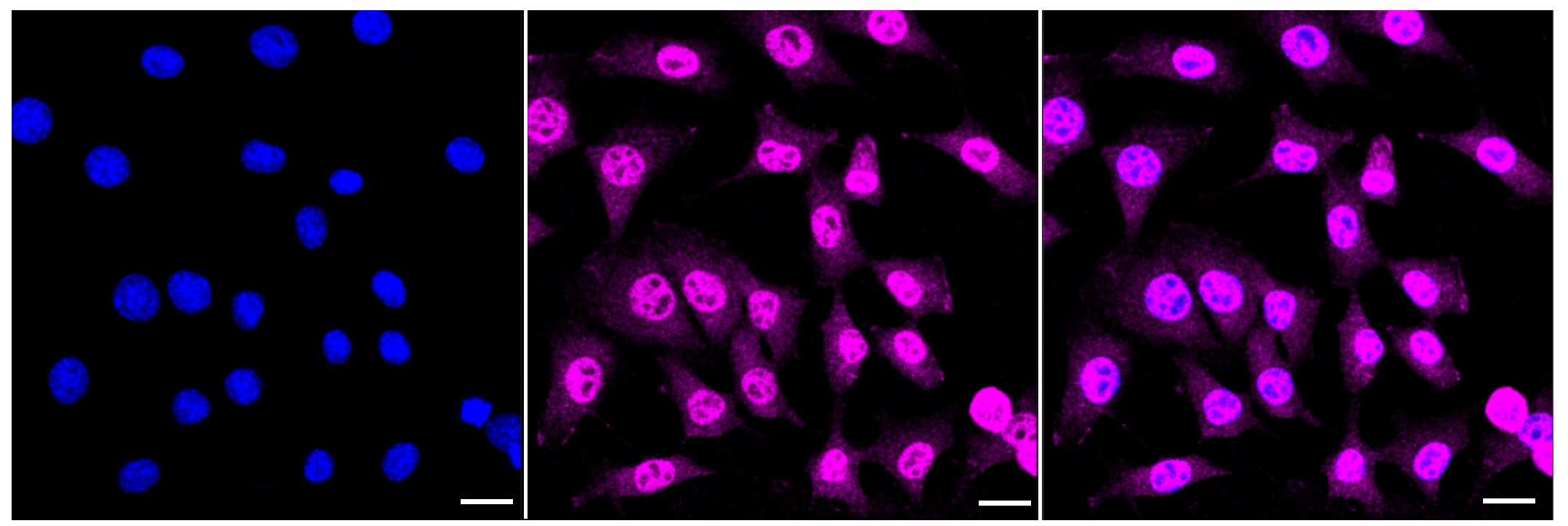 CDC16 Antibody (23GB3455)