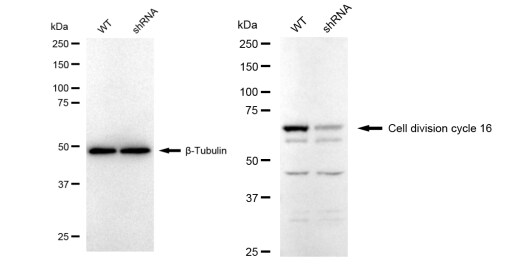 CDC16 Antibody (23GB3455)
