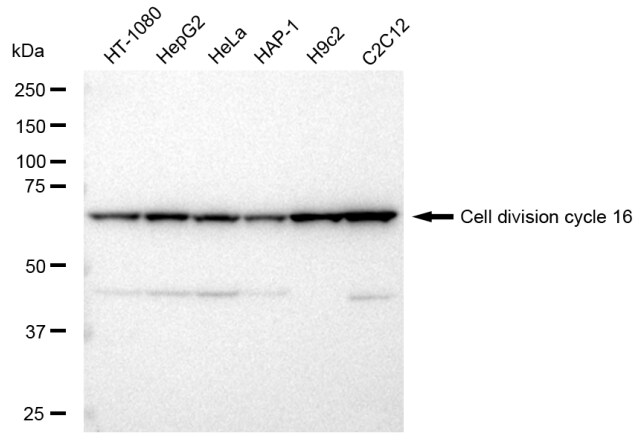 CDC16 Antibody (23GB3455)