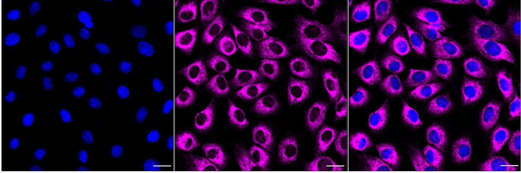 NRSF Antibody (24GB1200)
