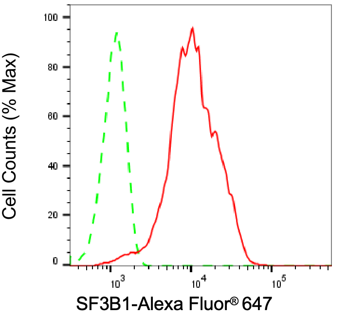 SAP155 Antibody (24GB1225)