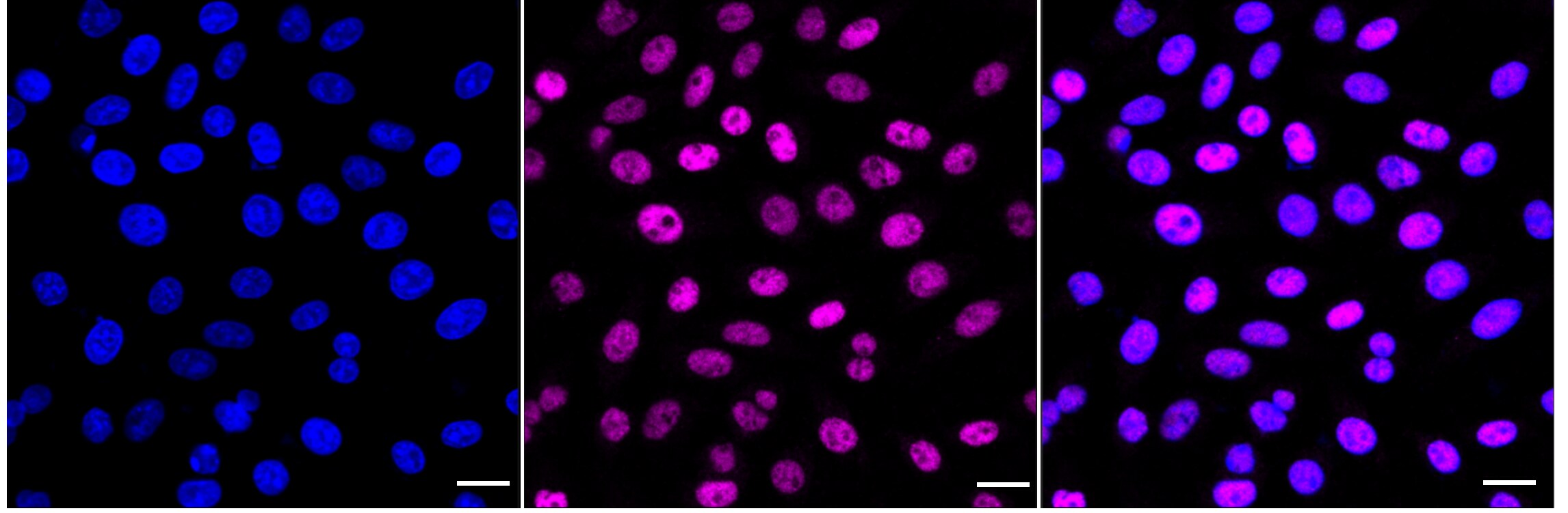 SAP155 Antibody (24GB1225)