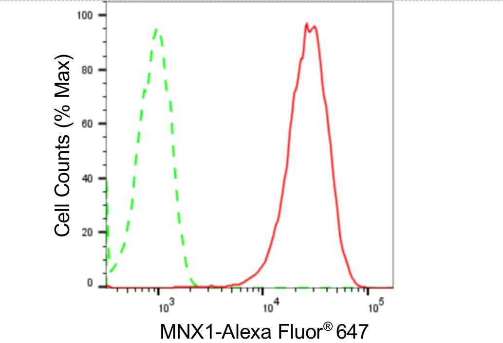 MNX1/HLXB9 Antibody (24GB1285)