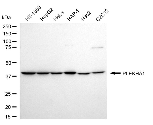 TAPP1/PLEKHA1 Antibody (24GB1360)