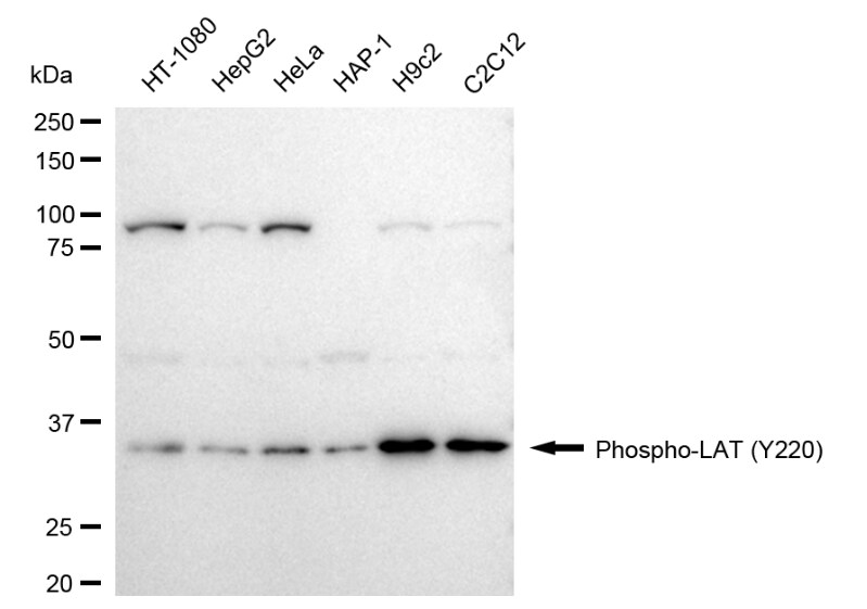 LAT [p Tyr220] Antibody (24GB1375)
