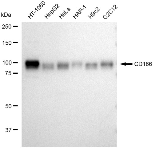ALCAM/CD166 Antibody (23GB3405)