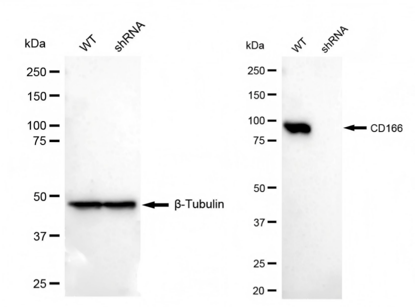 ALCAM/CD166 Antibody (23GB3405)