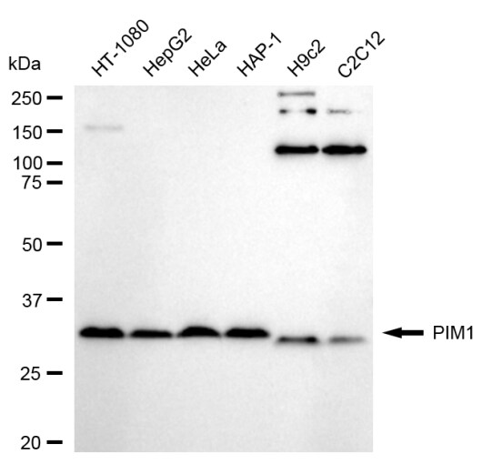 PIM1 Antibody (24GB1410)