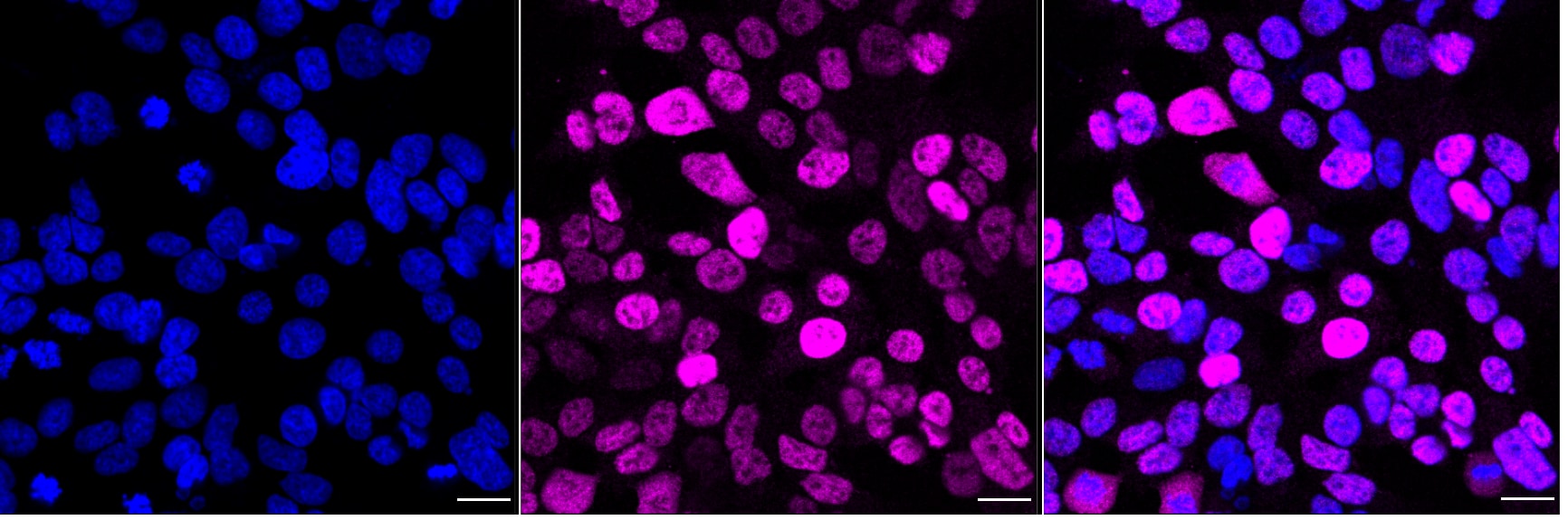 Oct-3/4 Antibody (24GB1425)