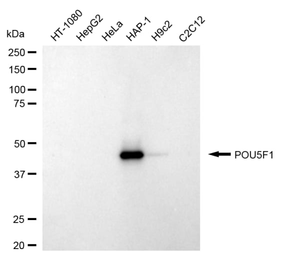 Oct-3/4 Antibody (24GB1425)