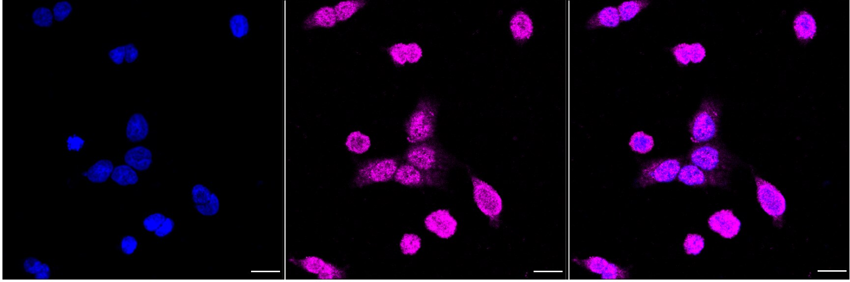 PCBP1 Antibody (24GB1510)