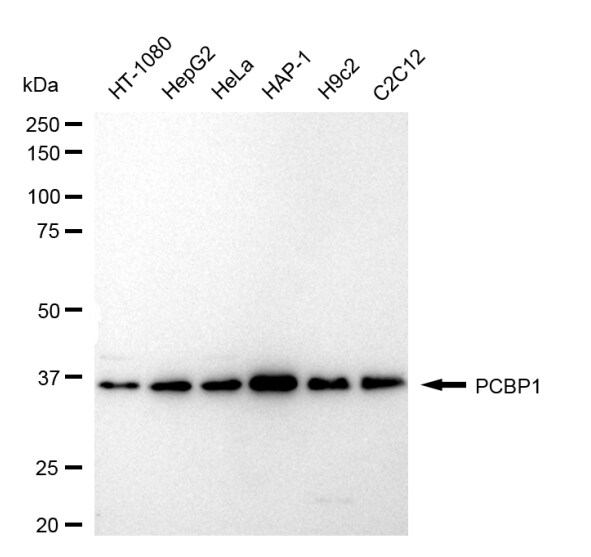 PCBP1 Antibody (24GB1510)
