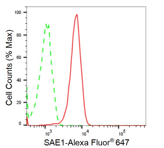 SUMO Activating Enzyme E1 (SAE1) Antibody (24GB1565)