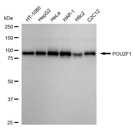 OCT1 Antibody (24GB1580)