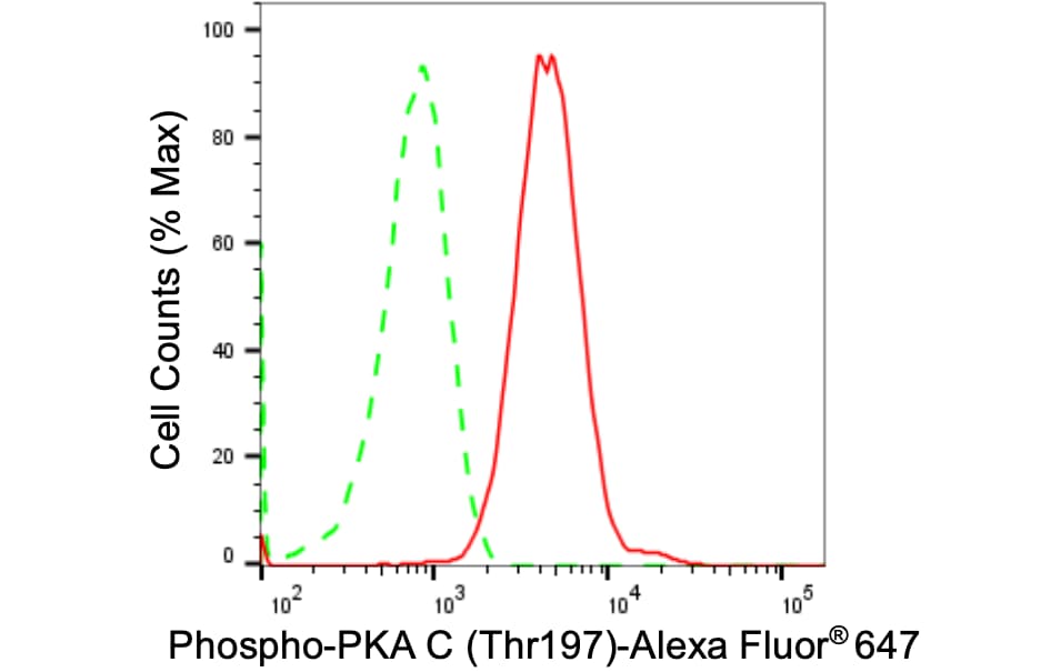 PKA C (pan) [p Thr197] Antibody (24GB1650)