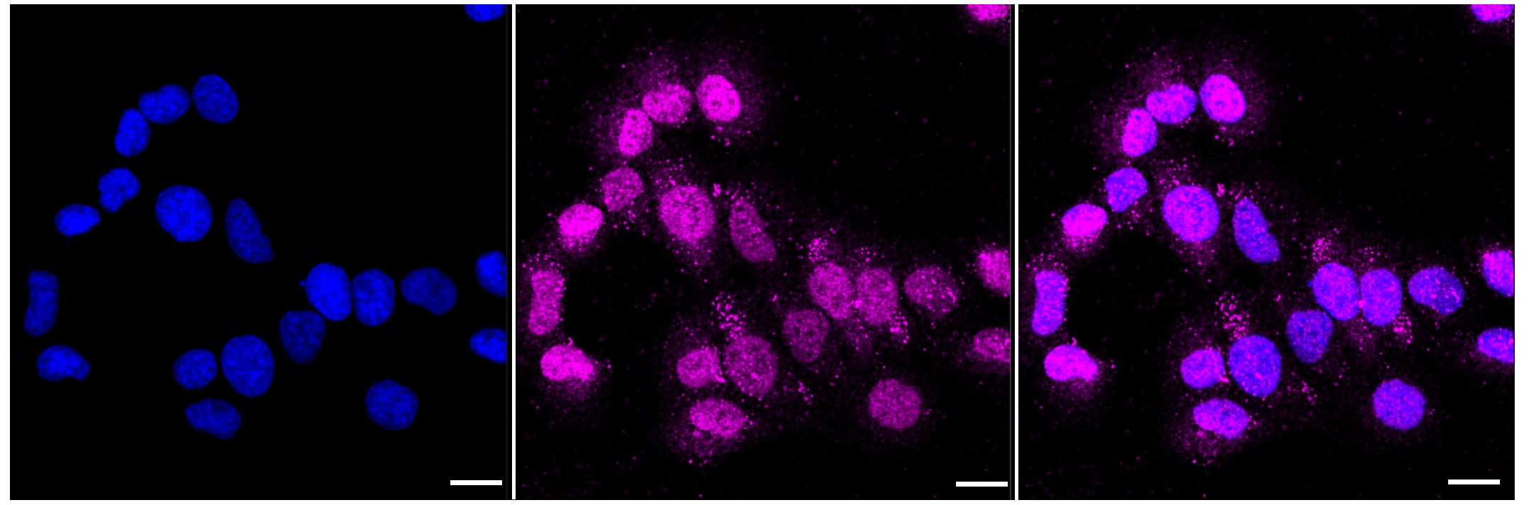 Aminopeptidase PILS/ARTS1 Antibody (23GB1650)
