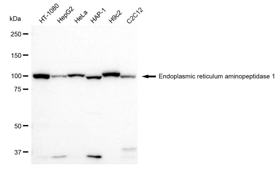 Aminopeptidase PILS/ARTS1 Antibody (23GB1650)