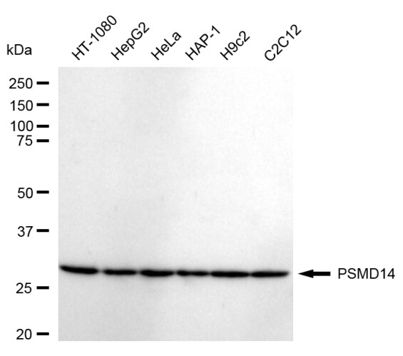 PSMD14 Antibody (24GB1660)