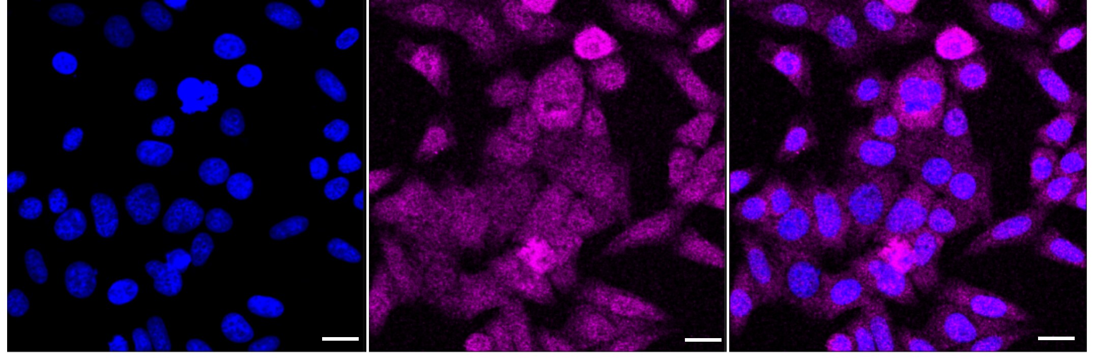 Proteasome 20S alpha 3 Antibody (24GB1665)