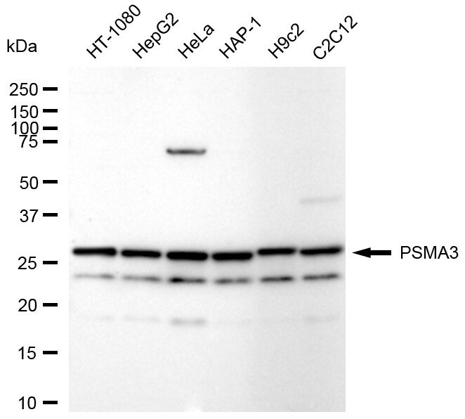 Proteasome 20S alpha 3 Antibody (24GB1665)