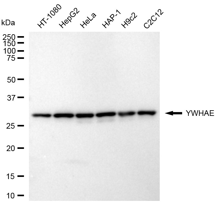 14-3-3 epsilon Antibody (24GB2120)