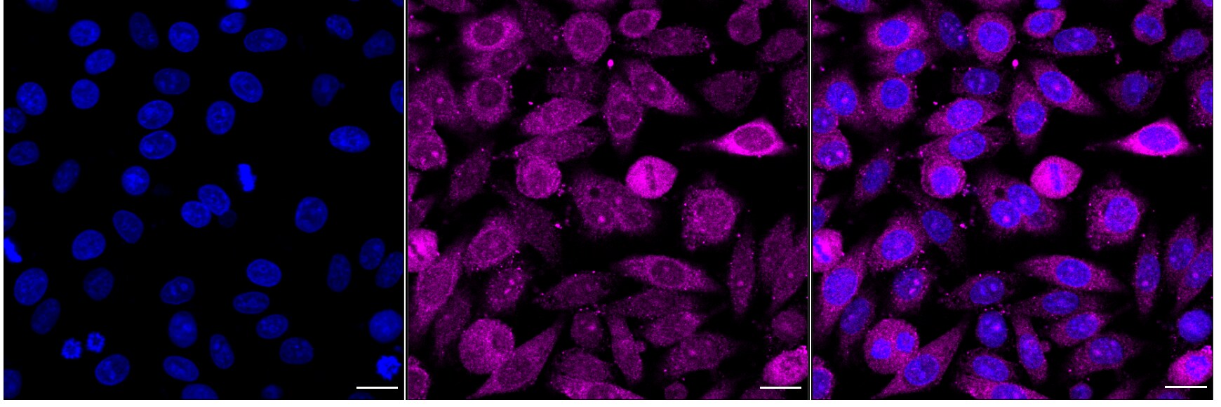 FAT10 Antibody (24GB2125)