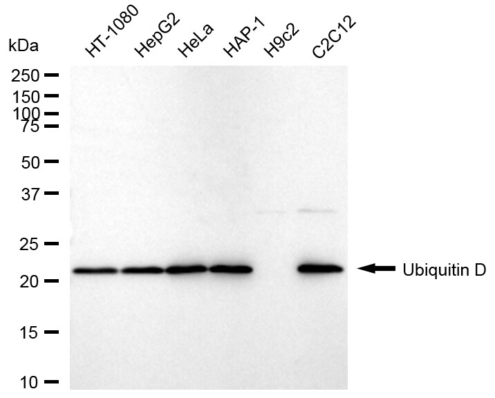 FAT10 Antibody (24GB2125)