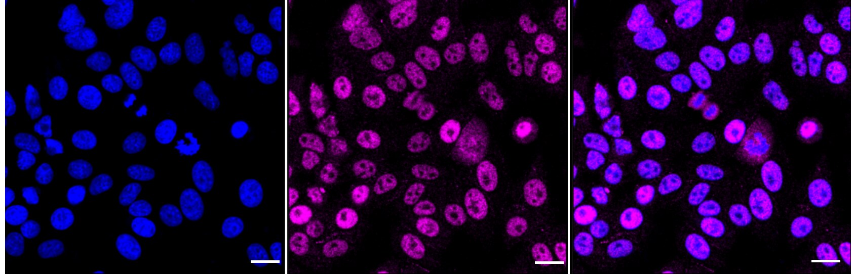 53BP2 Antibody (24GB2145)