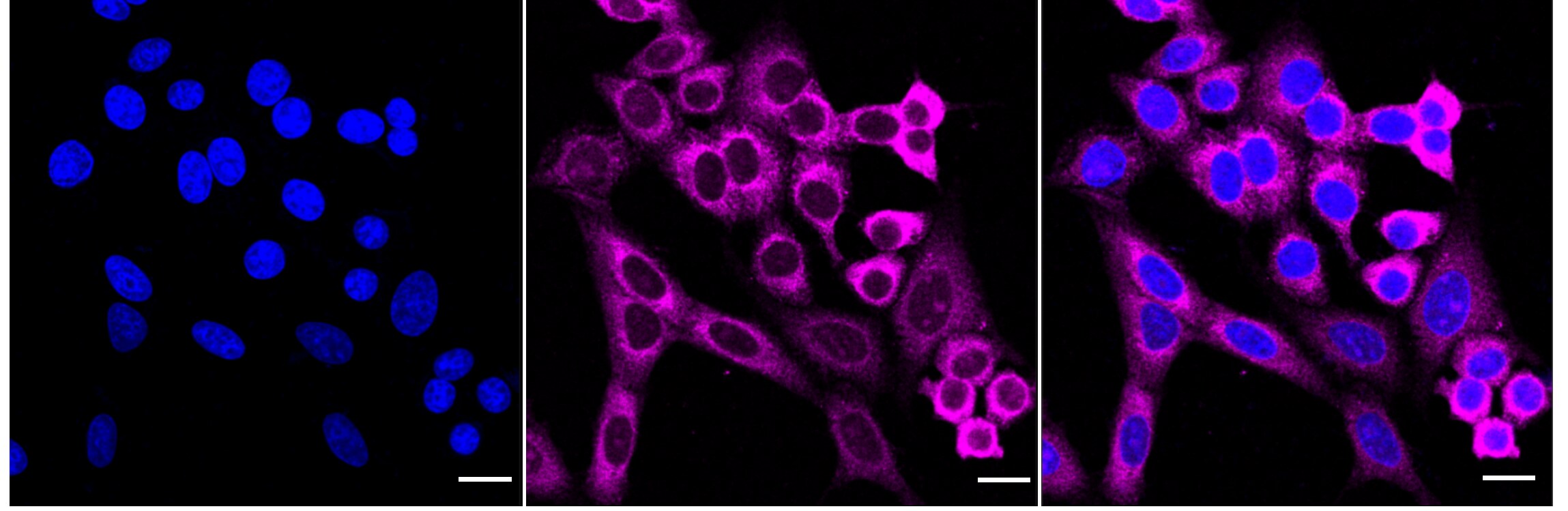 TAO Kinase 1 Antibody (24GB2320)