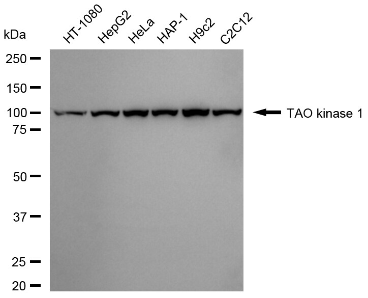 TAO Kinase 1 Antibody (24GB2320)
