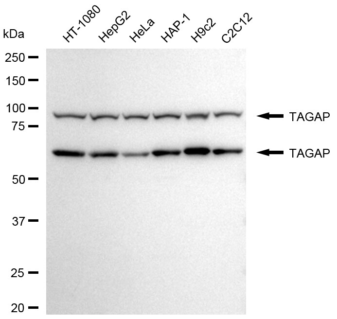 TAGAP Antibody (24GB2330)