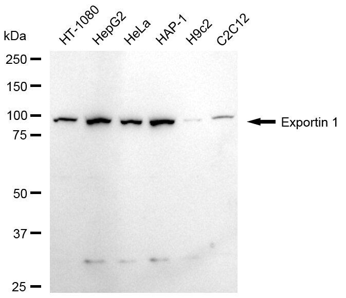 CRM1 Antibody (24GB2430)