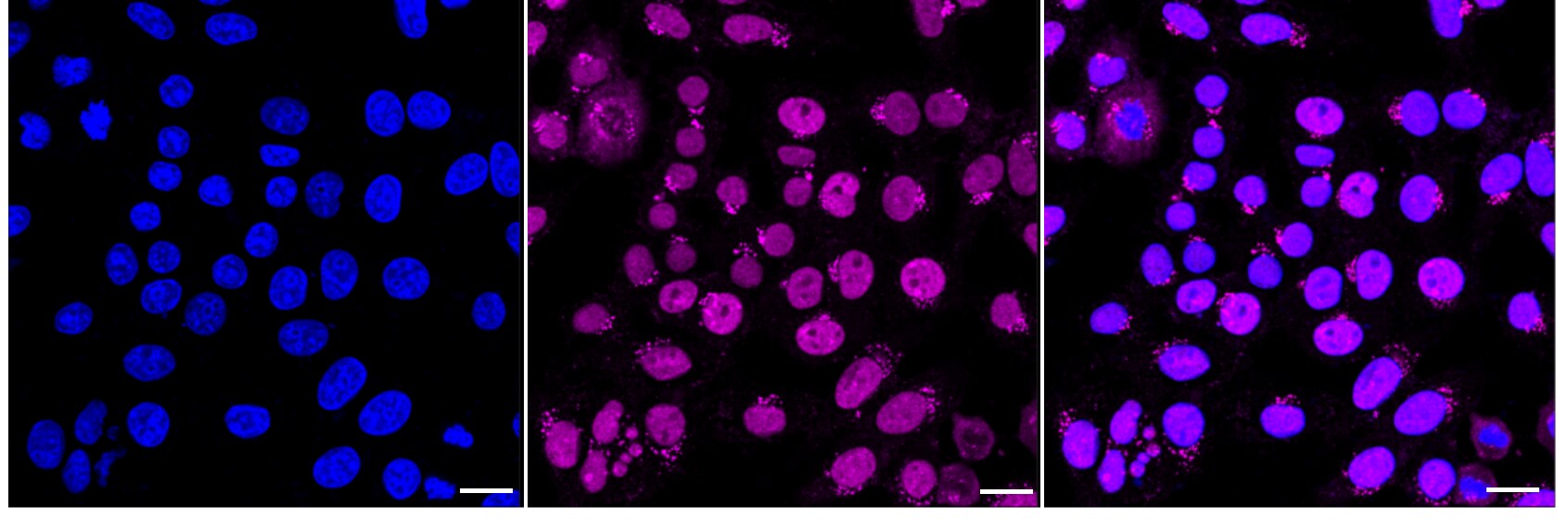 hnRNP-Q Antibody (24GB2445)