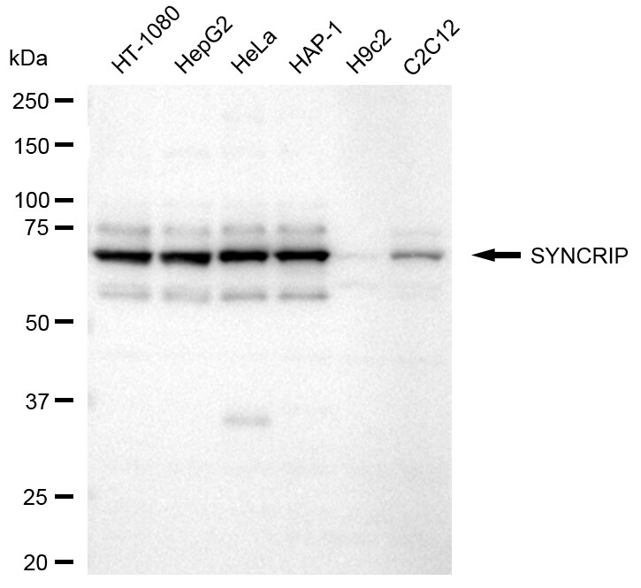 hnRNP-Q Antibody (24GB2445)