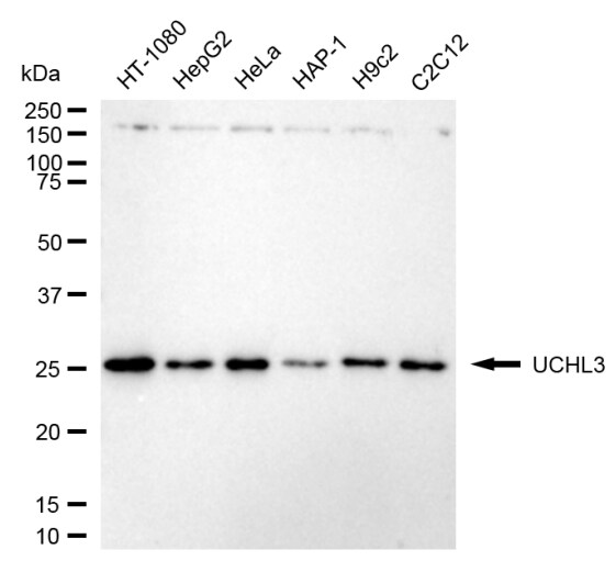 UCH-L3 Antibody (24GB1770)