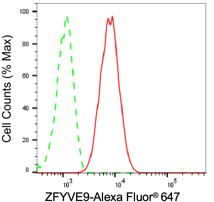 ZFYVE9 Antibody (24GB1885)