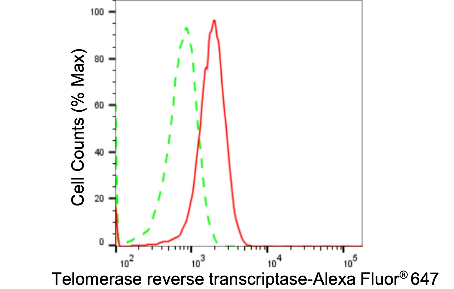 TERT Antibody (24GB1945)