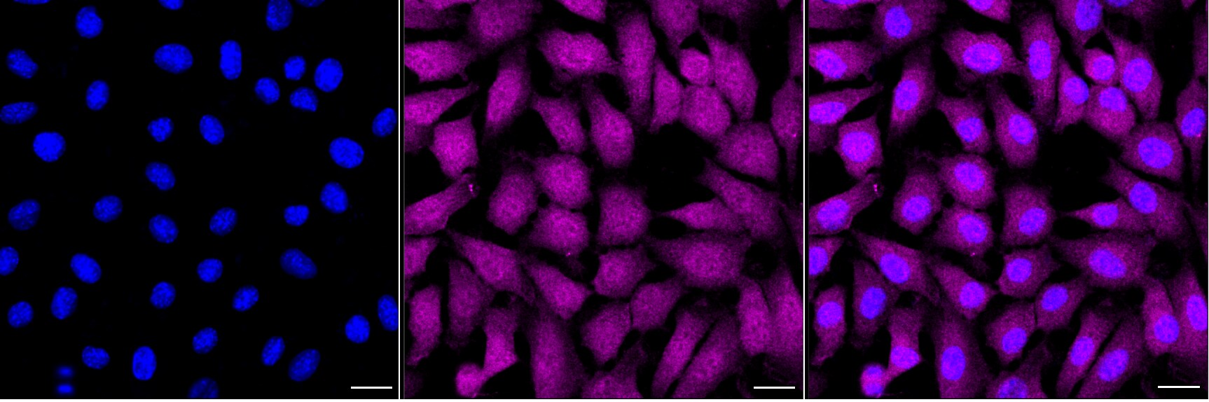 UCH-L3 Antibody (24GB1975)