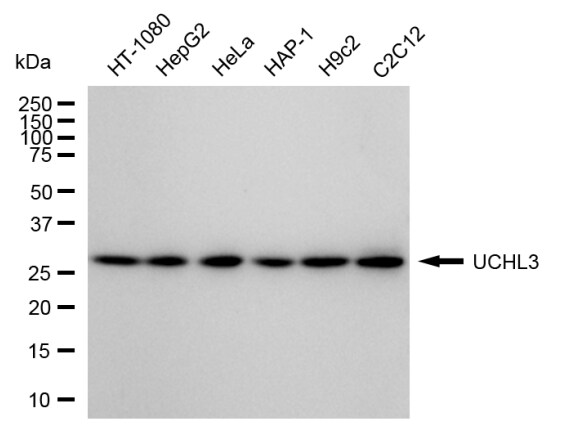 UCH-L3 Antibody (24GB1975)