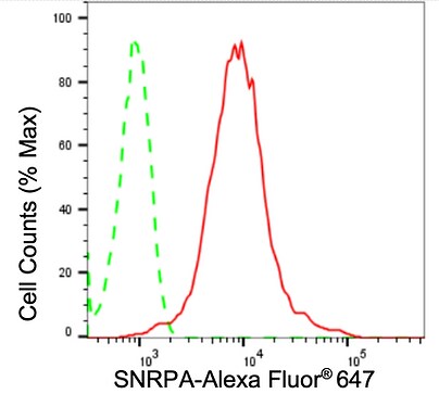 U1A Antibody (24GB2365)