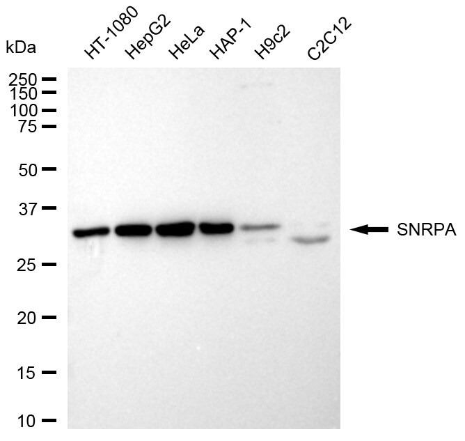 U1A Antibody (24GB2365)