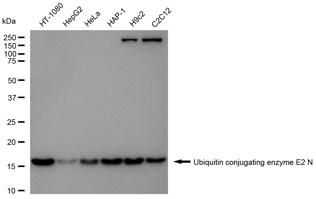 UBE2N/Ubc13 Antibody (24GB2555)