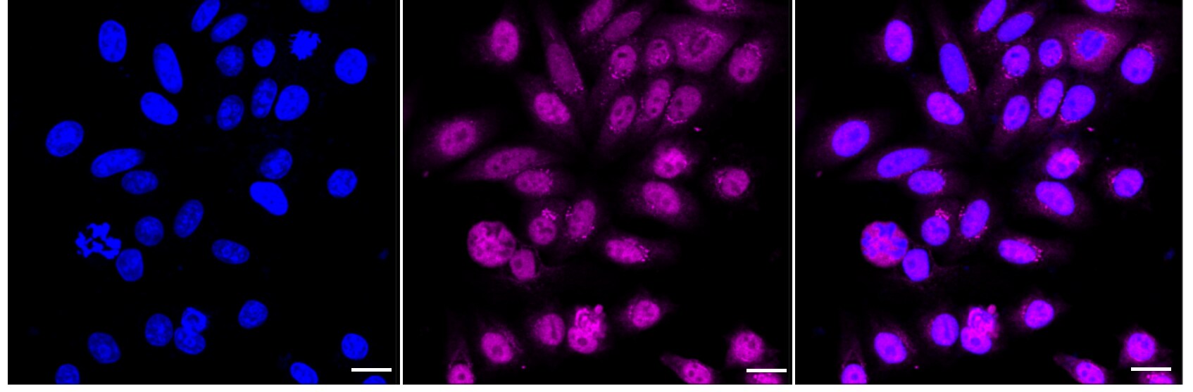 Exportin-5 Antibody (24GB2610)
