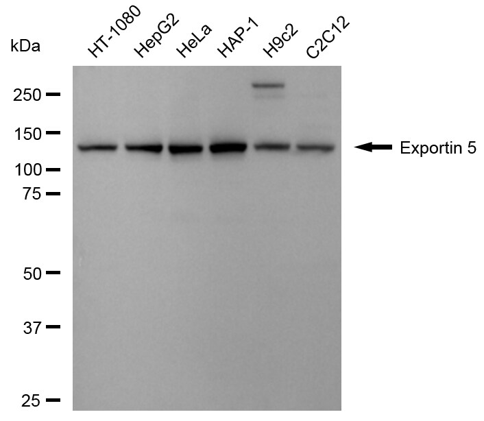 Exportin-5 Antibody (24GB2610)