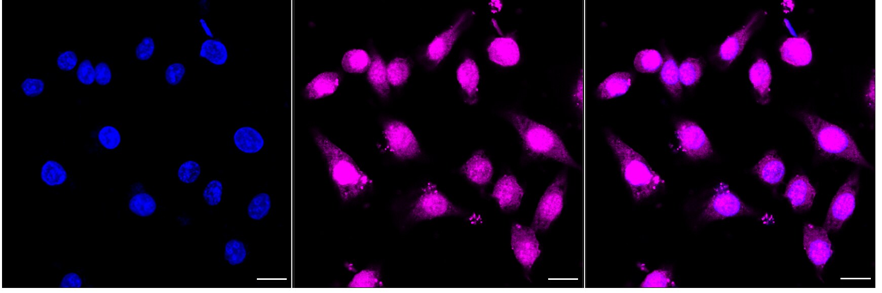 TROY/TNFRSF19 Antibody (24GB1745)