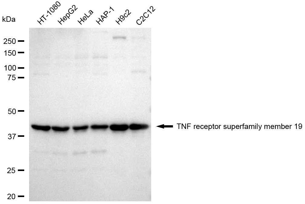 TROY/TNFRSF19 Antibody (24GB1745)