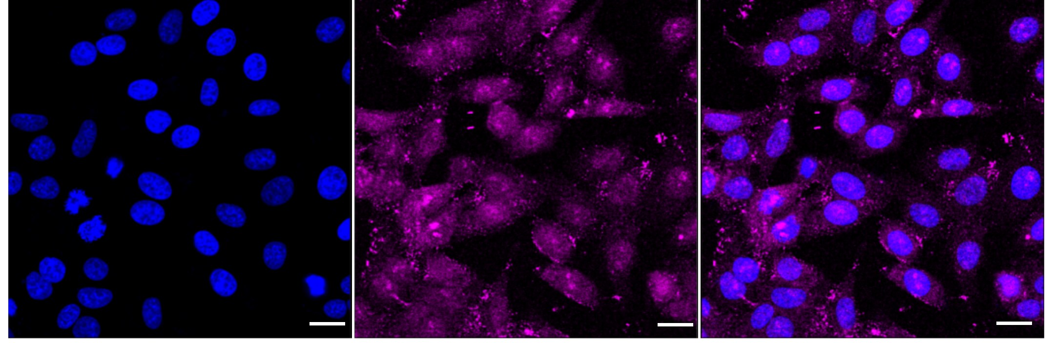 SRP19 Antibody (24GB1815)