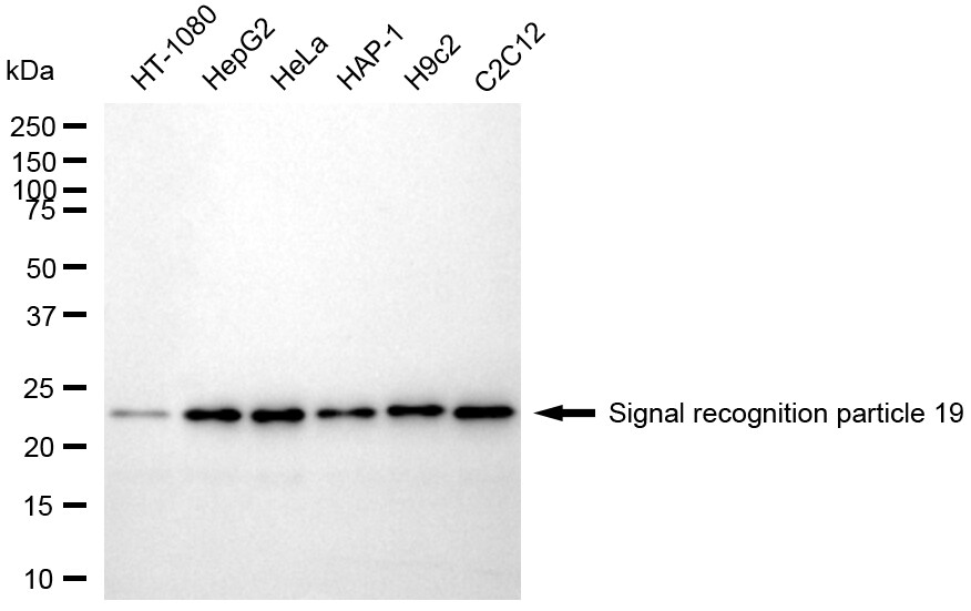 SRP19 Antibody (24GB1815)