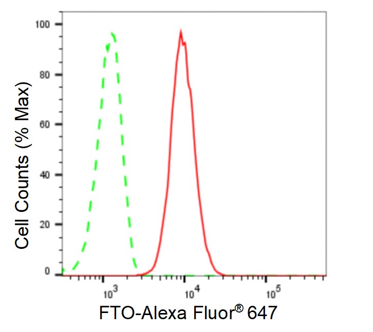 FTO Antibody (23GB1805)